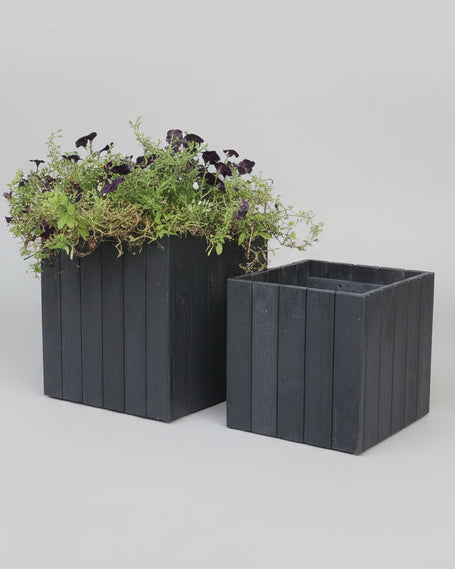 Two black planters with greenery 
